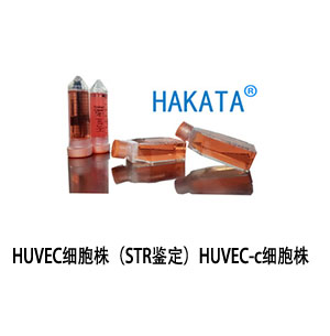 HUVEC細(xì)胞株（STR鑒定）HUVEC-c細(xì)胞株